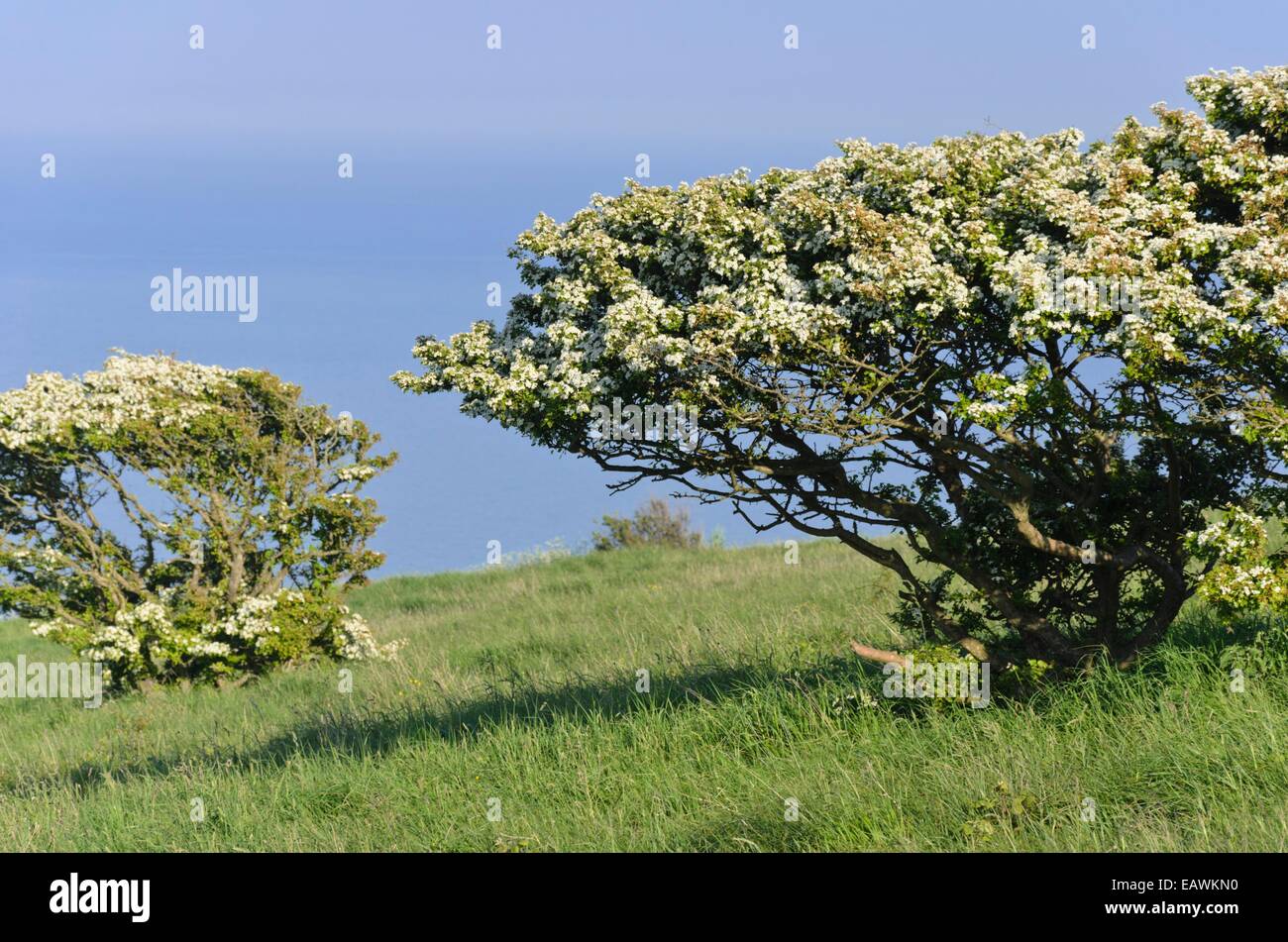 Comunes de espino albar (Crataegus monogyna), Beachy Head, South Downs national park, Gran Bretaña Foto de stock
