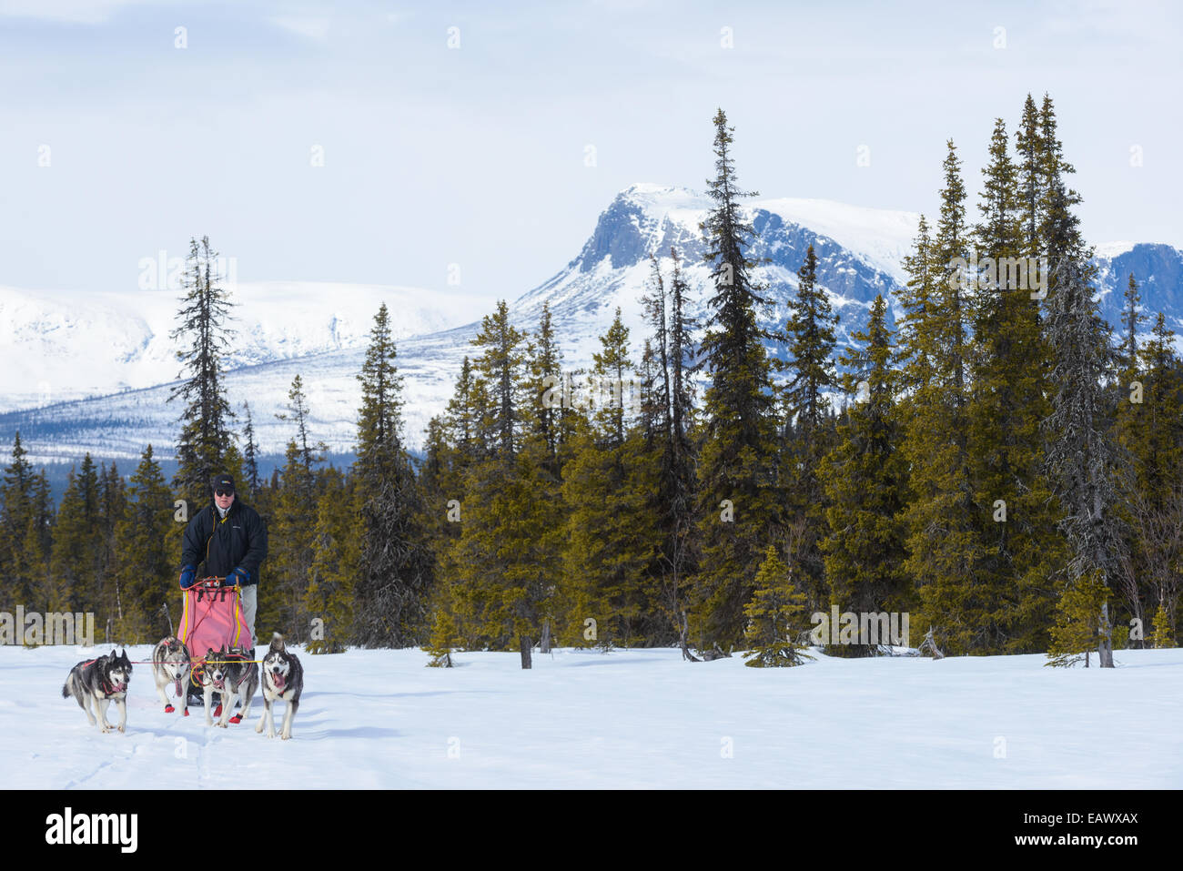 Musher y su perro equipo viajan a través de un paisaje nevado Foto de stock