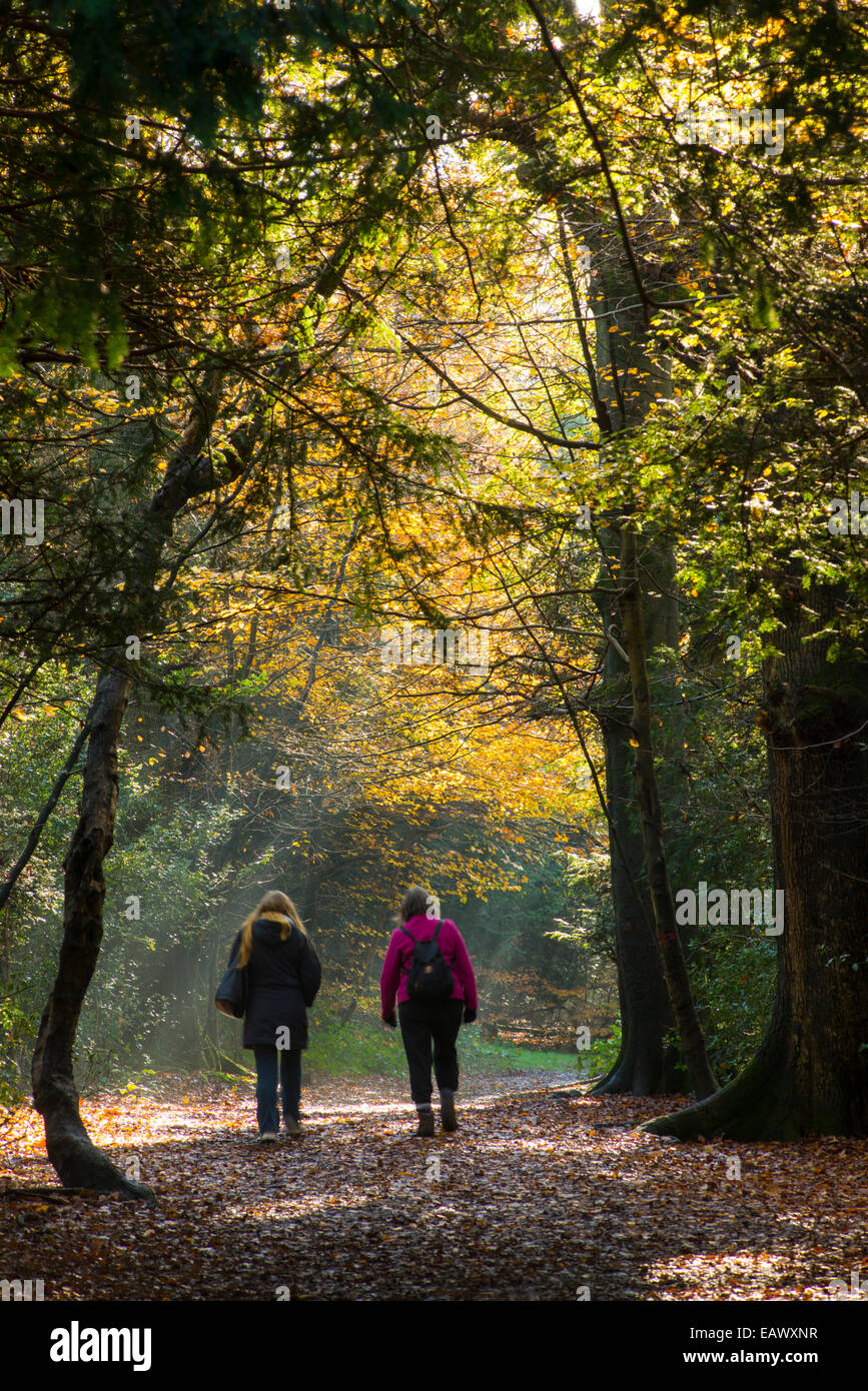 Caminantes en el bosque en otoño. Surrey, Inglaterra Foto de stock