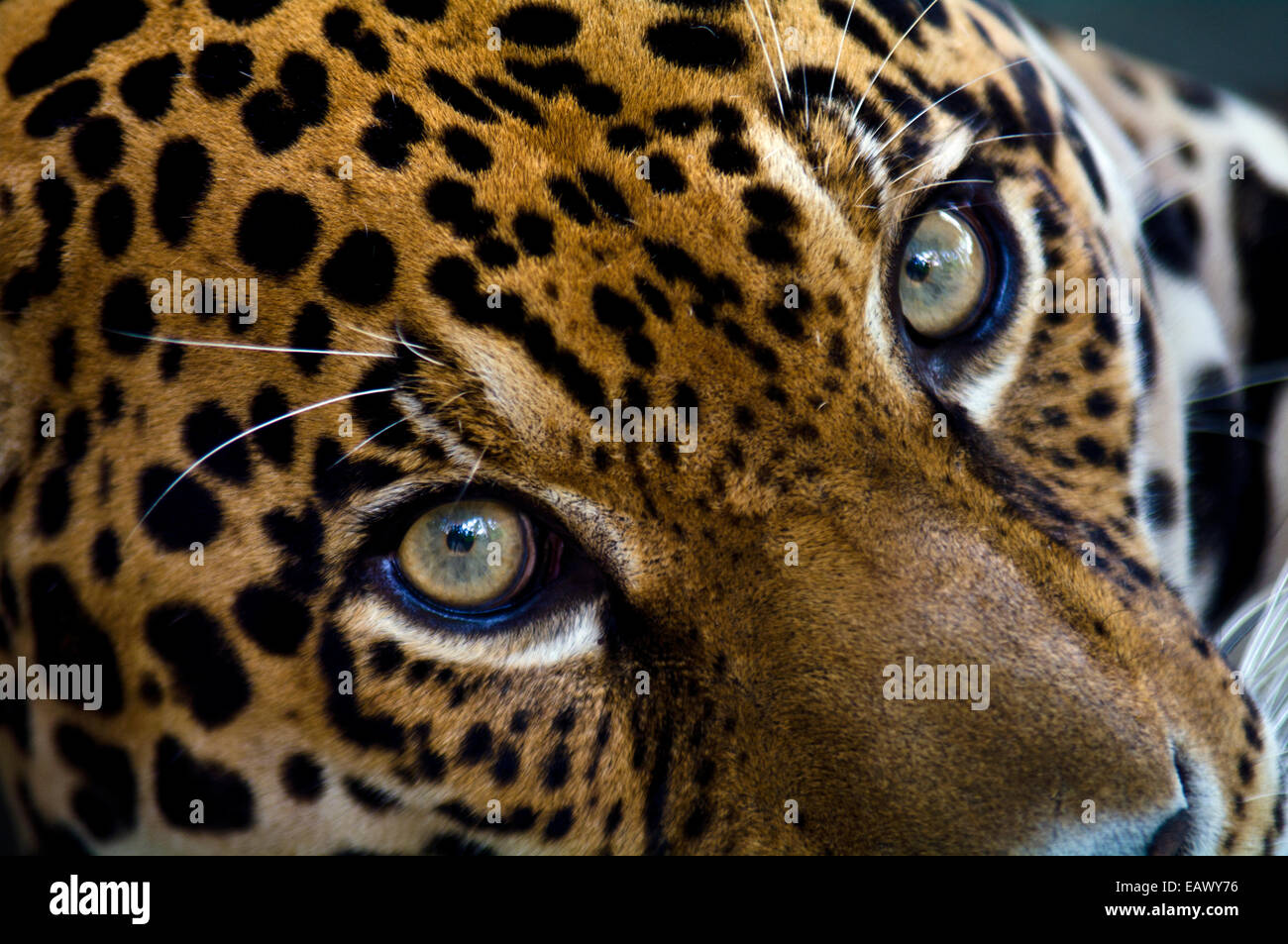 Un intenso mirar de un jaguar en la cuenca del Amazonas superior del depredador. Foto de stock