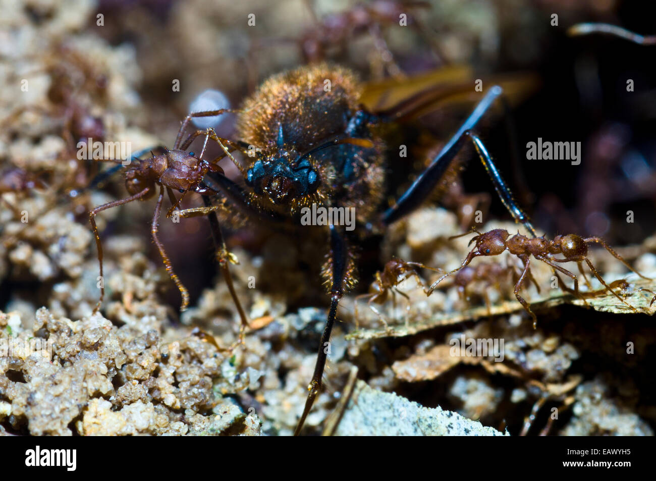 La hormiga cortadora de hojas soldados atacando alate para sacarlo del nido para un vuelo nupcial. Foto de stock