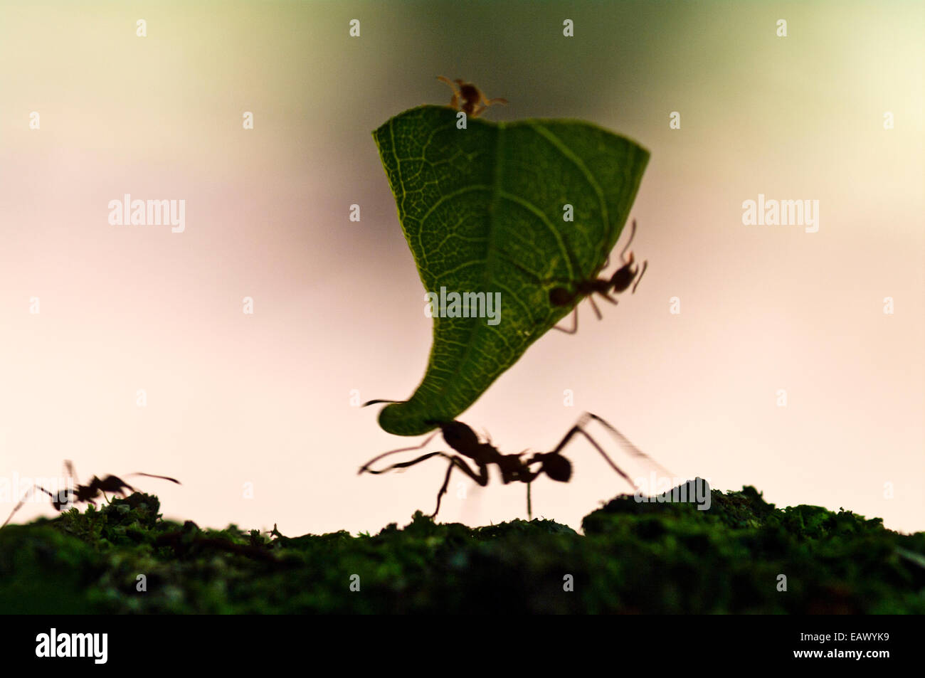 Las hormigas Leafcutter autostop un paseo en un fragmento de hoja en ruta al nido a través de un trabajador ant. Foto de stock