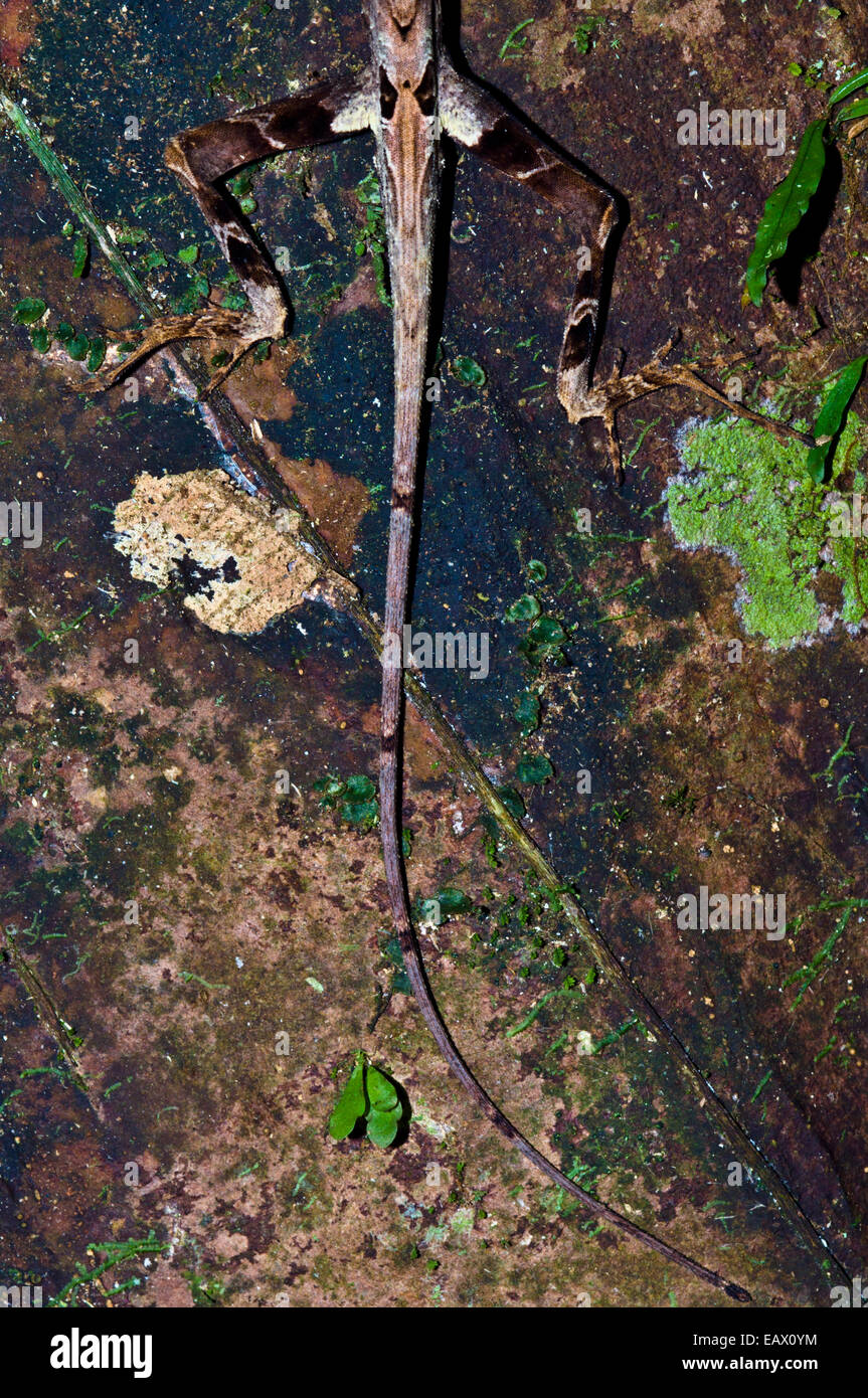 La cola larga y la grupa de un bosque Yellow-Tongued Anole con largos dedos ensanchada para treparse a los árboles en el bosque lluvioso. Foto de stock