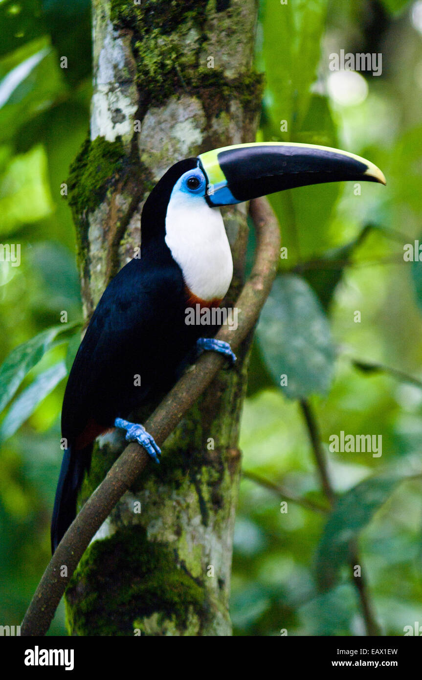 Azul de la piel que rodea el ojo del White-throated tucán con su enorme Amarillo y Azul rayados bill encaramado en una viña en la selva. Foto de stock
