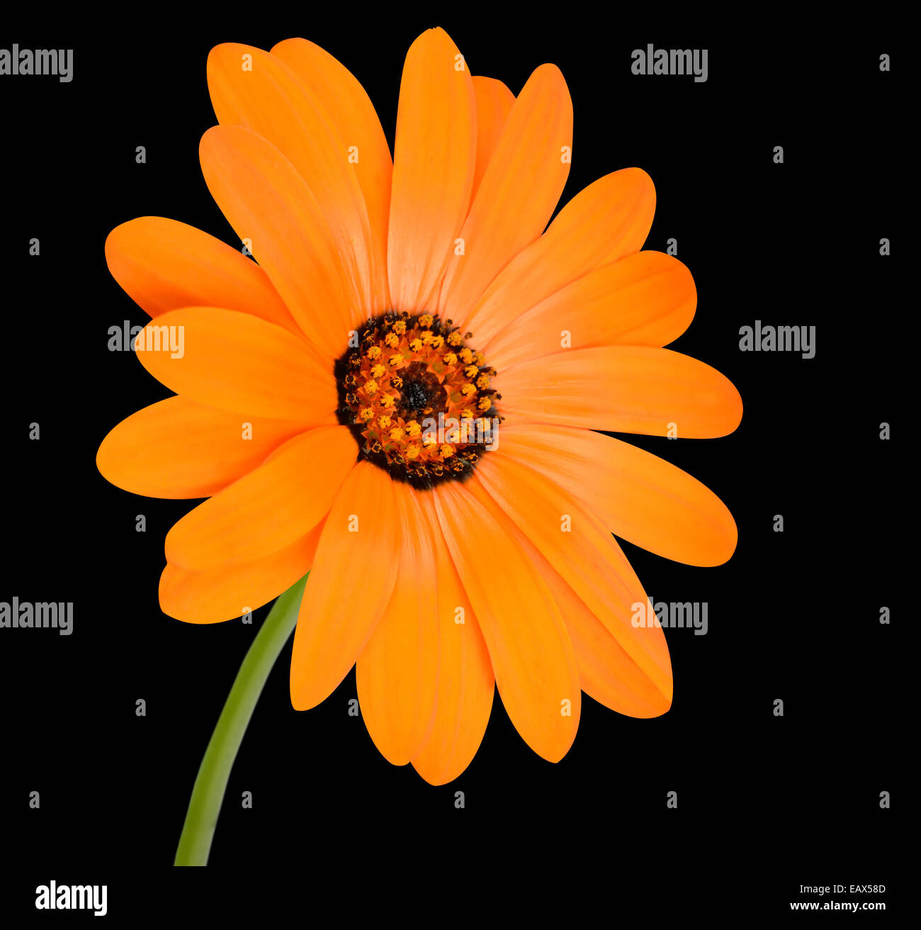Florecimiento de flores de caléndula naranja con Palo Verde - Hermosa Calendula officinalis en plena floración aislado sobre Backgro negro Foto de stock