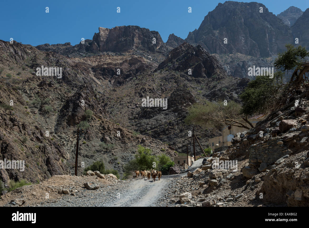 Un rebaño de cabras caminando sobre un camino de tierra en una pequeña aldea de montaña. Omán. Foto de stock