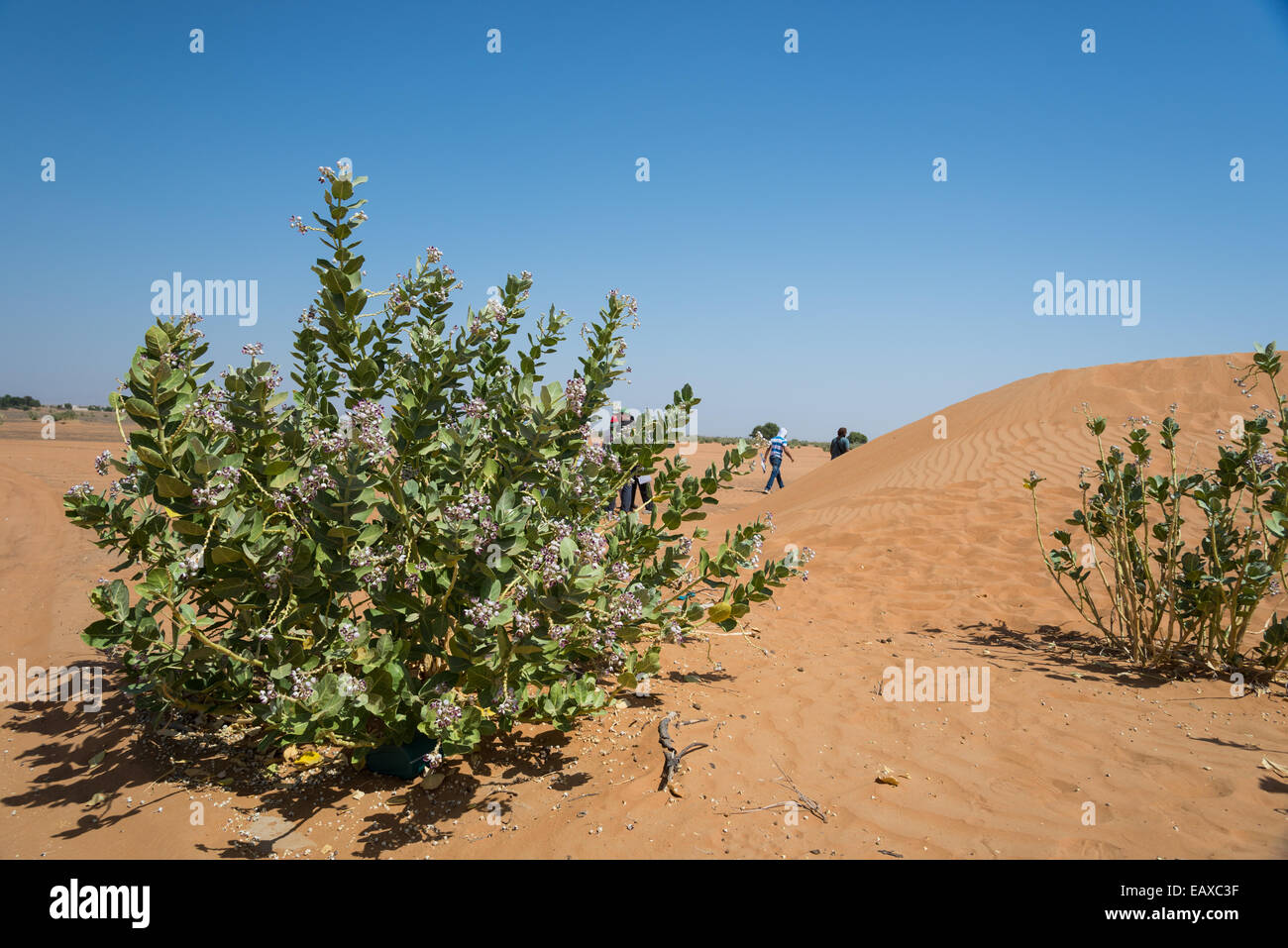 La manzana de Sodoma (Asclepias Calotropis procera) arbustos en el desierto. Omán. Foto de stock