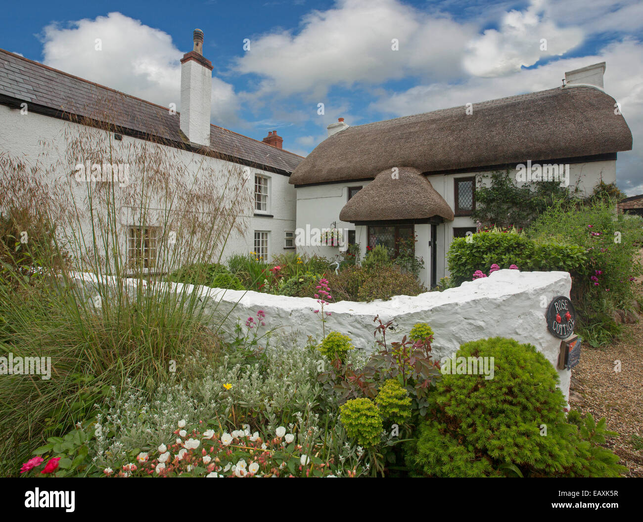 Pintado de blanco con techo de paja de Casa & jardín con coloridas flores y follaje esmeralda bajo un cielo azul en Port Eynon, Gales Foto de stock