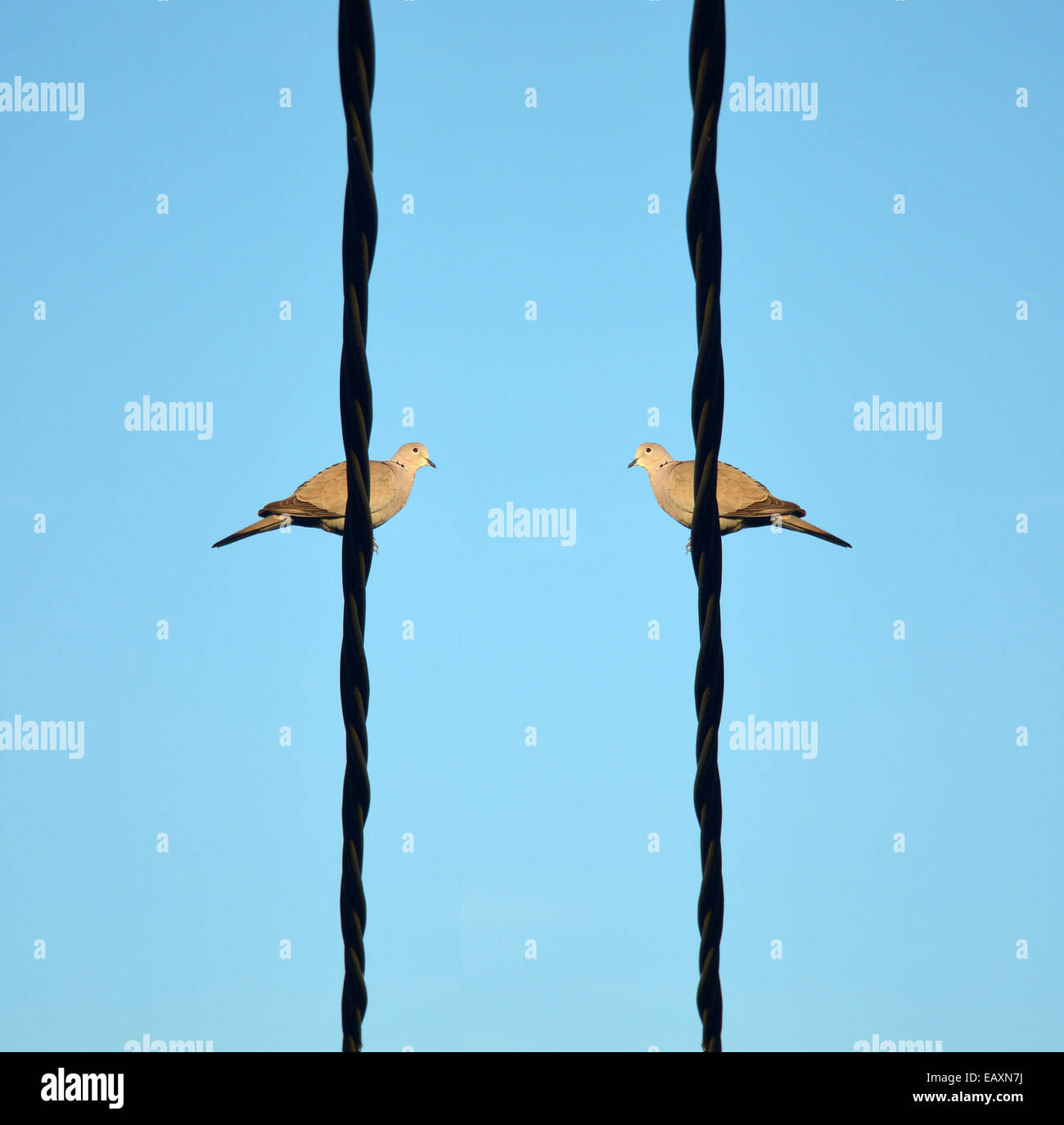 Dos pájaros comunicándose a través de un cable. Foto de stock