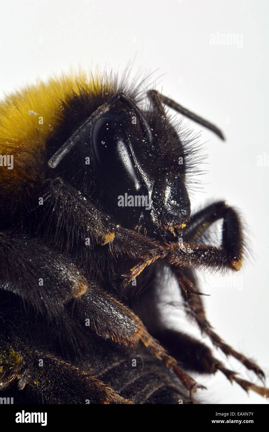 "Bumble Bee muerta macro shot. Foto de stock