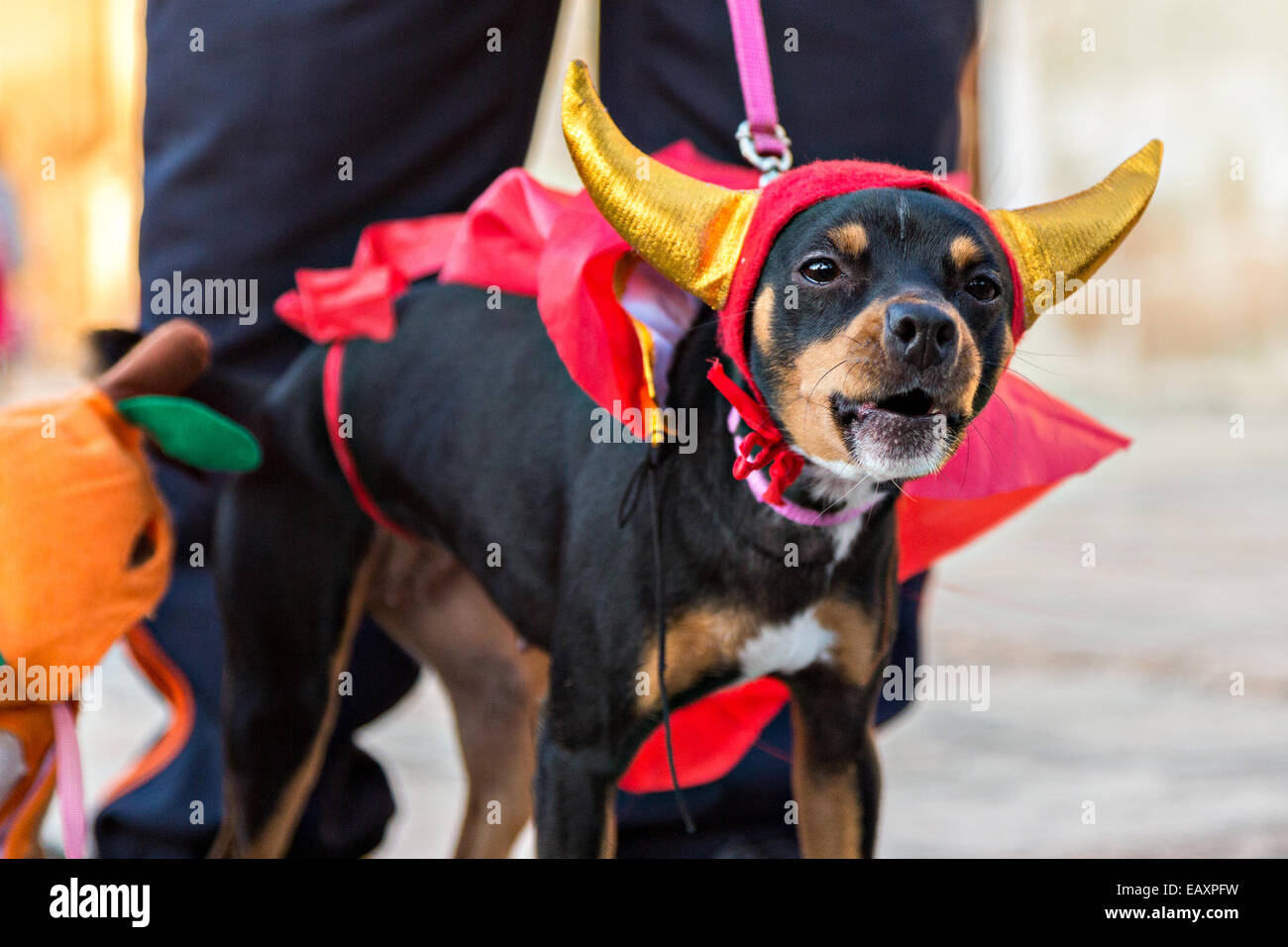 dog in devil costume