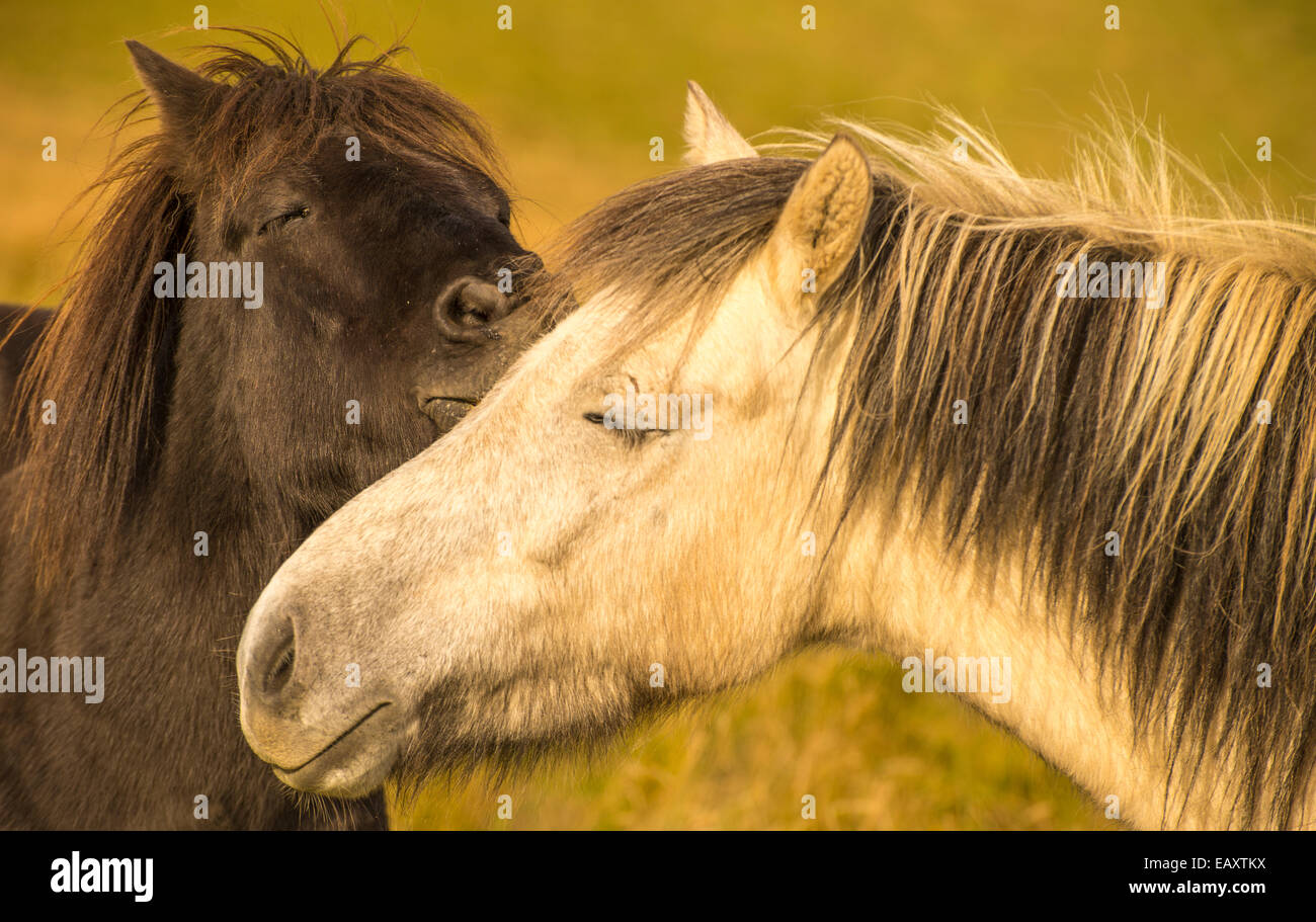 Retrato de dos caballos islandeses smooching en un momento especial, Islandia, EE.UU. Foto de stock