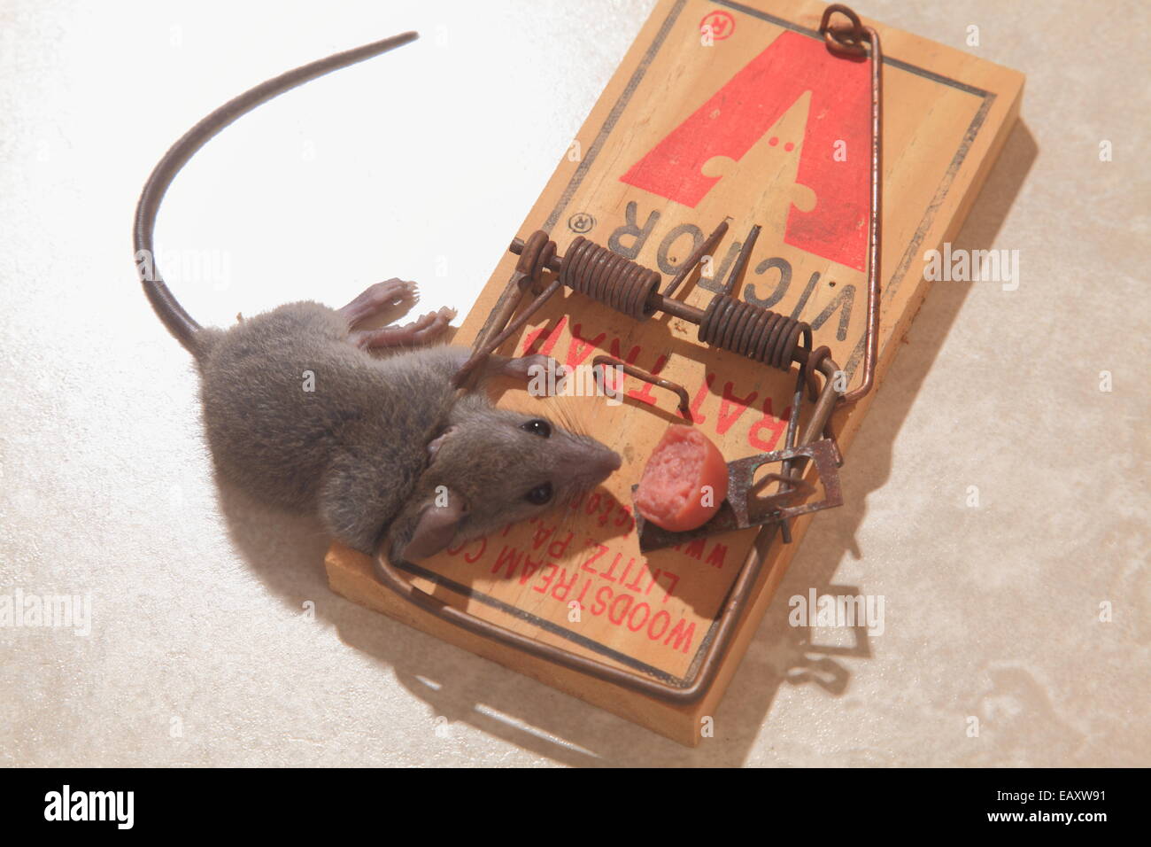 Ratón muerto en ratonera Foto de stock