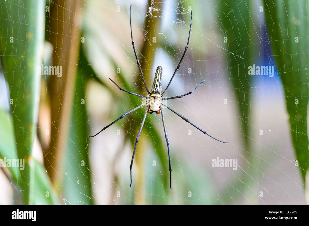 Golden Orb (araña Nephila pilipes) esperando presas en webs en el medio silvestre, Tailandia Foto de stock