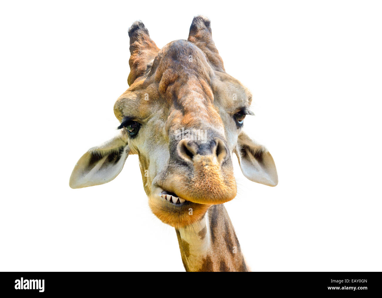 Cabeza de la jirafa (Giraffa camelopardalis) sobre fondo blanco. Foto de stock