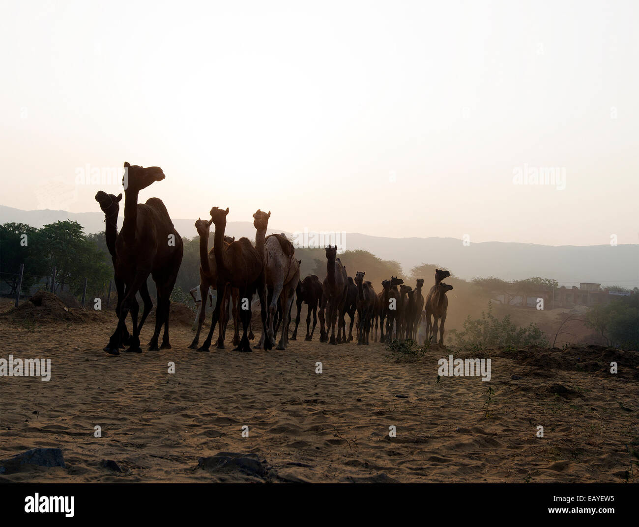 Los camellos, desiertos, animales de trabajo, camélidos, leche, Pushkar, Rajastán, India. Foto de stock