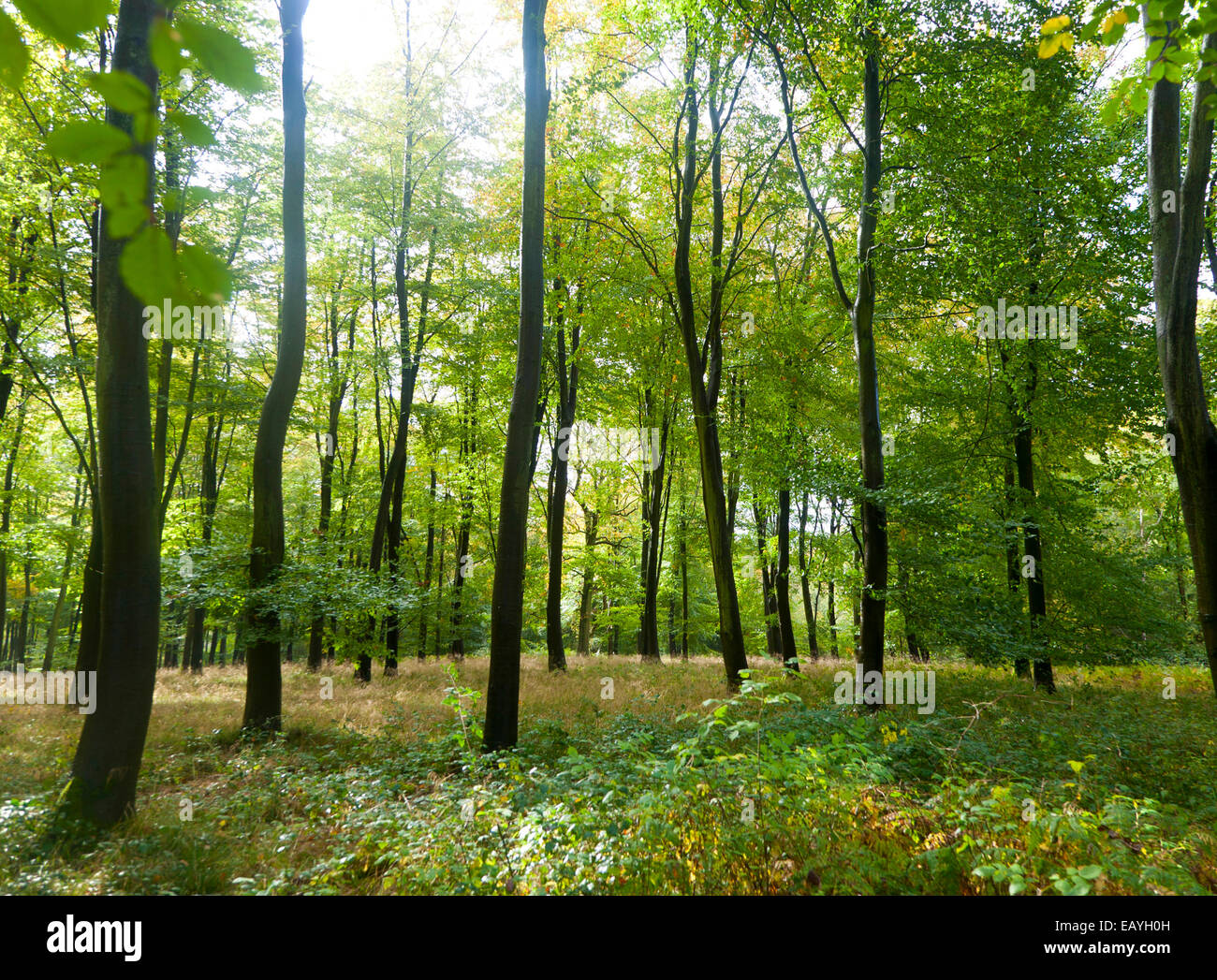 Hayedos a comienzos del otoño, Savernake forest, cerca de Marlborough, Wiltshire, Inglaterra, Reino Unido. Foto de stock