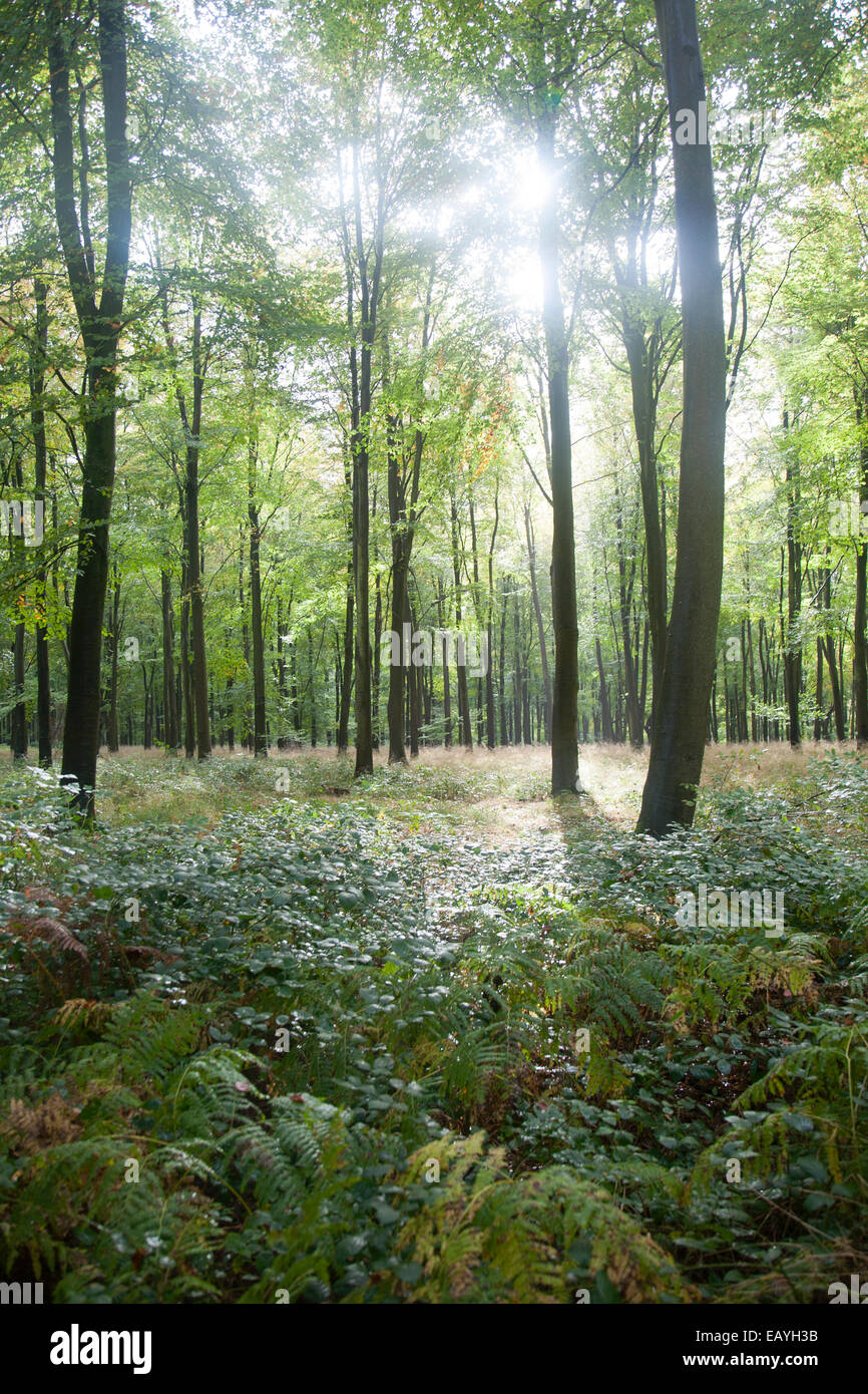 Hayedos a comienzos del otoño, Savernake forest, cerca de Marlborough, Wiltshire, Inglaterra, Reino Unido. Foto de stock