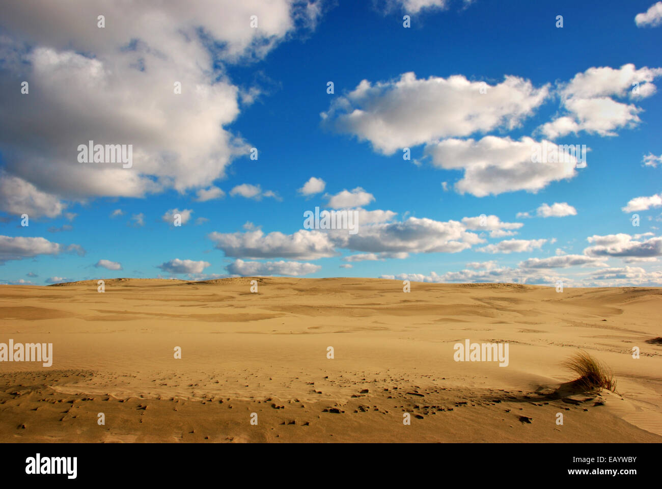 Las dunas de arena. Kurshskaya kosa Foto de stock