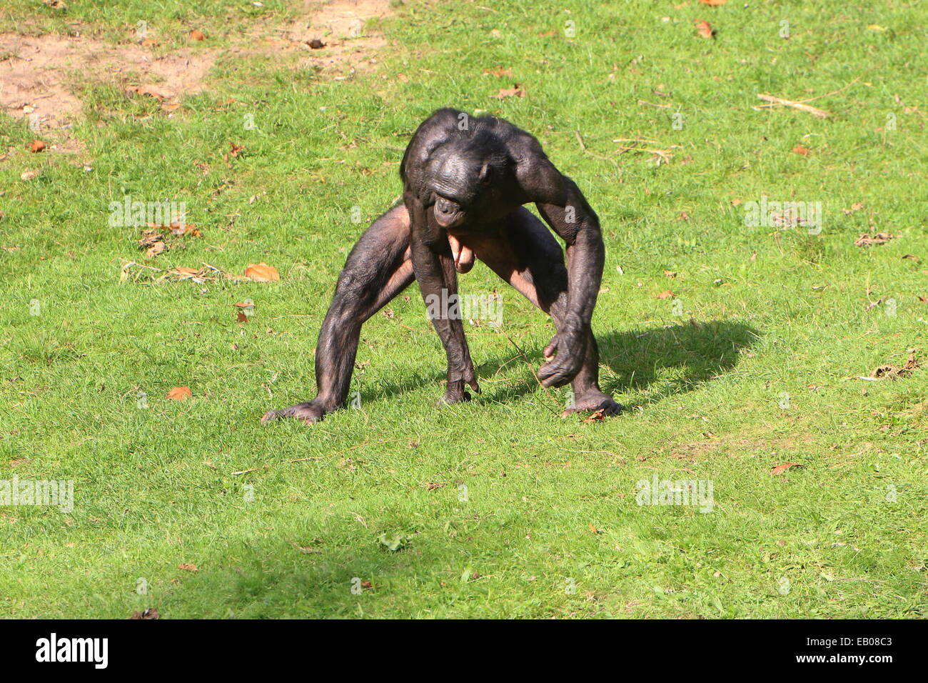 Macho líder de un grupo de africanos chimpancés pigmeos o bonobos (Pan paniscus) caminando en un entorno natural Foto de stock