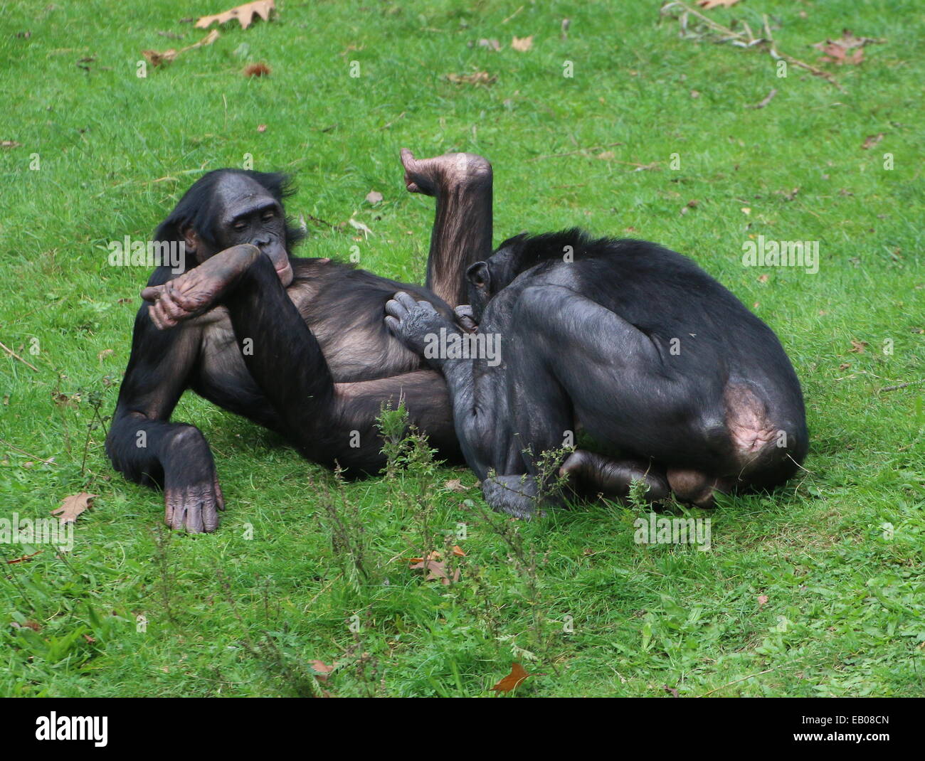 gorilla penis in inches gorilla penis in inches