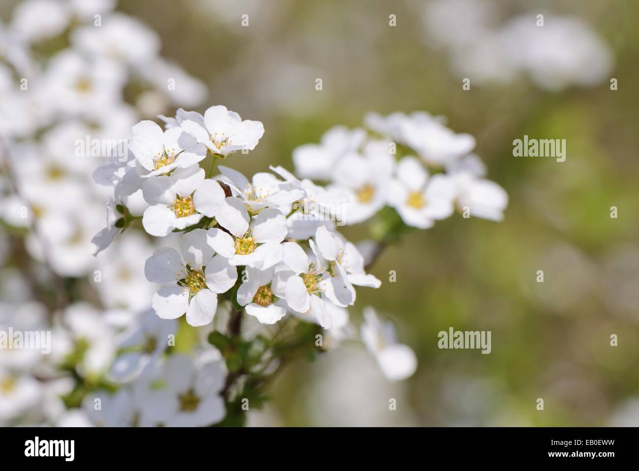 Primer plano de color blanco guirnalda Nupcial flores Foto de stock