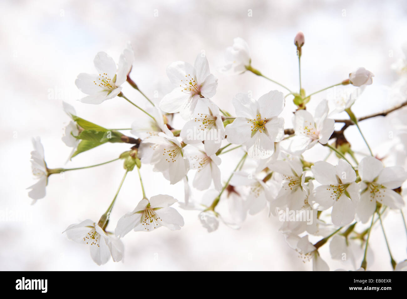 Closeup Coreana de cerezos en flor Foto de stock