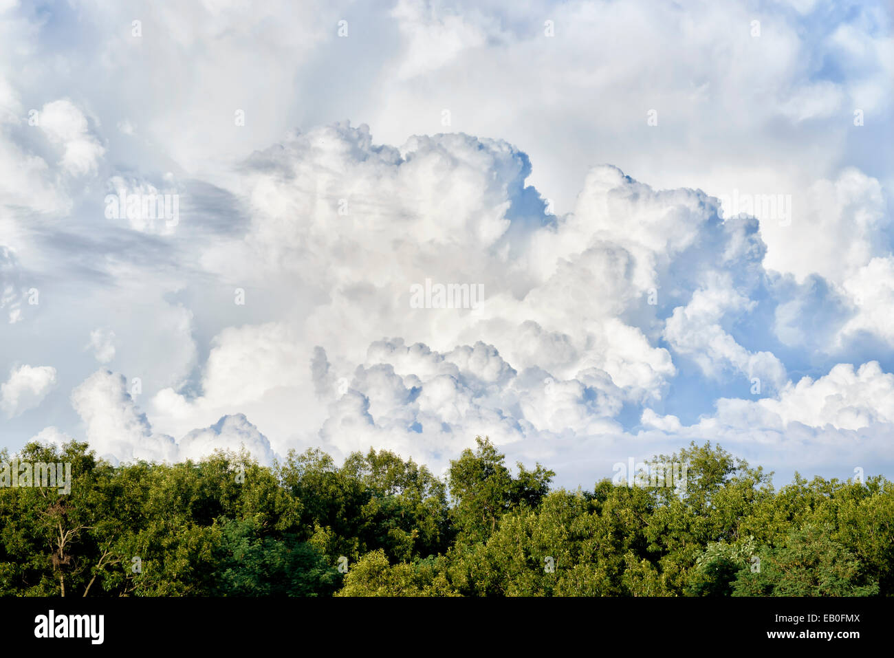 Cielo nublado dinámico sobre el bosque en día soleado Foto de stock
