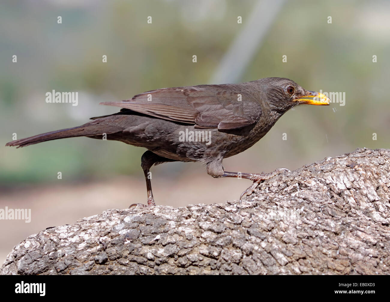 Blackbird en primer plano con fondo desenfocado en su hábitat Foto de stock