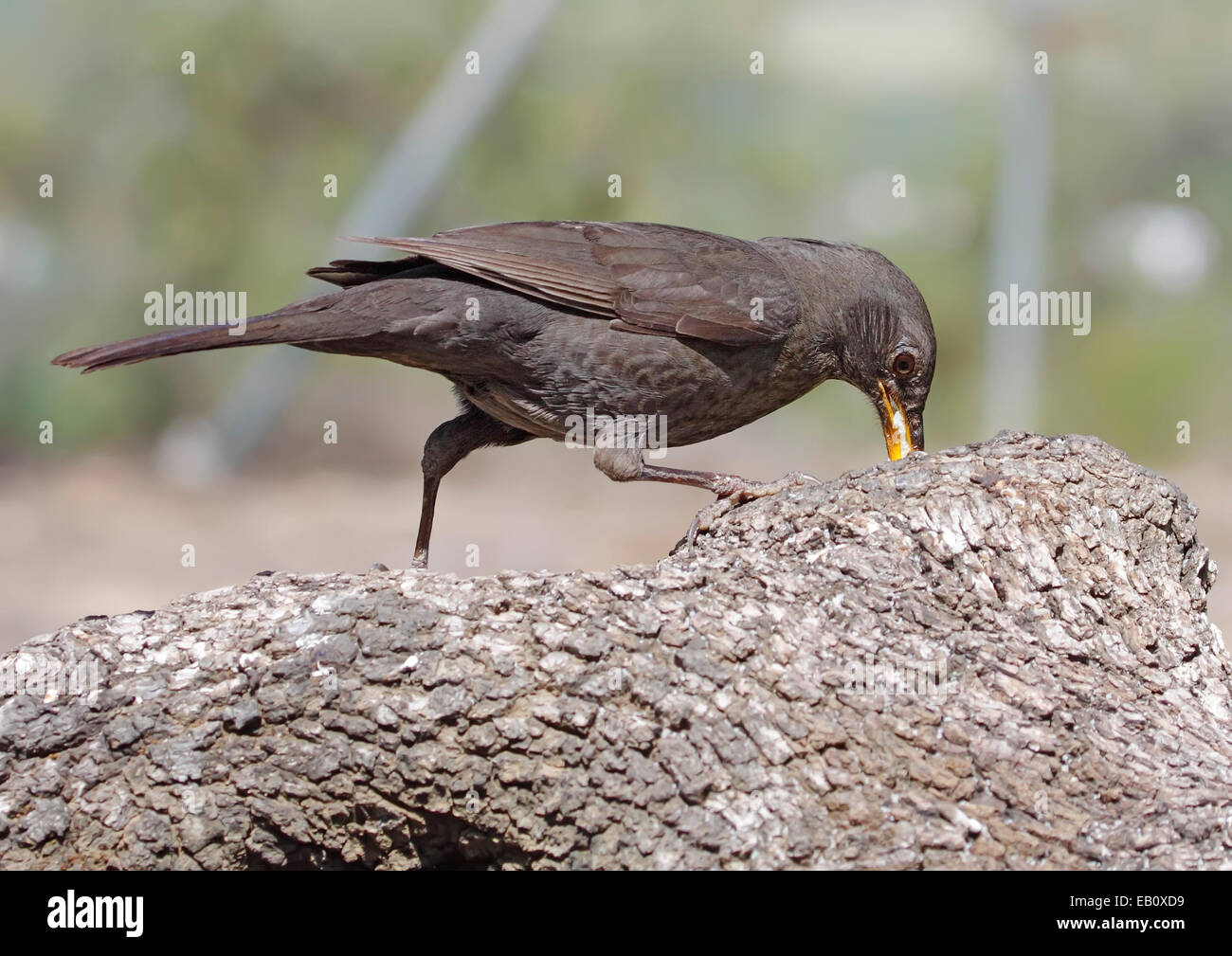 Blackbird en primer plano con fondo desenfocado en su hábitat Foto de stock
