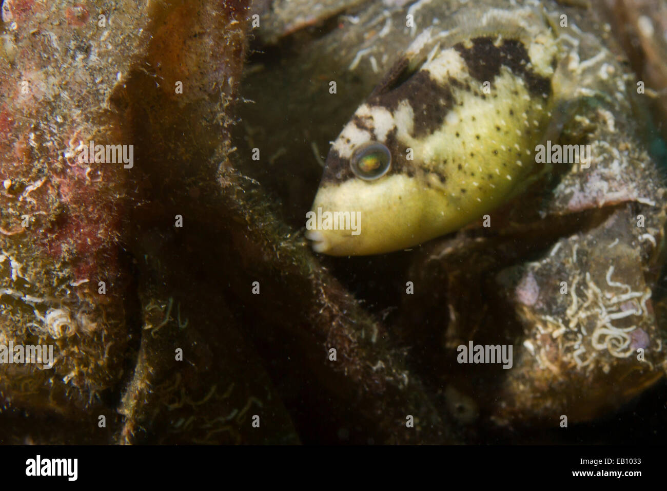 Strapweed Filefish en forma juvenil (estrecho de Lembeh Pseudomonacanthus macrurus),Indonesia Foto de stock