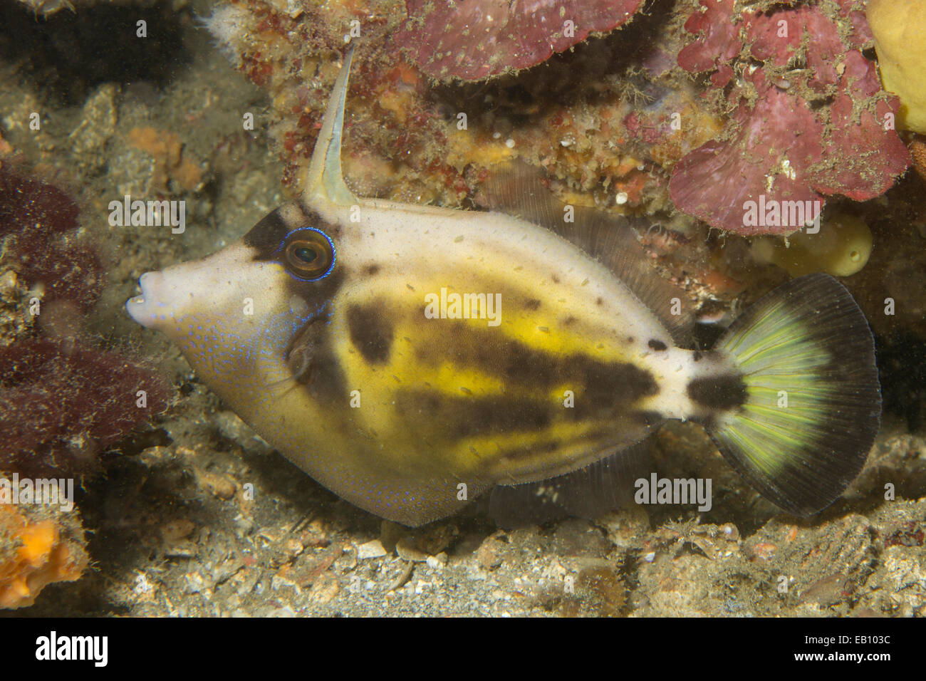 (Cantherhines fronticinctus Spectaled Filefish) Lemeh estrechos, Indonesia Foto de stock