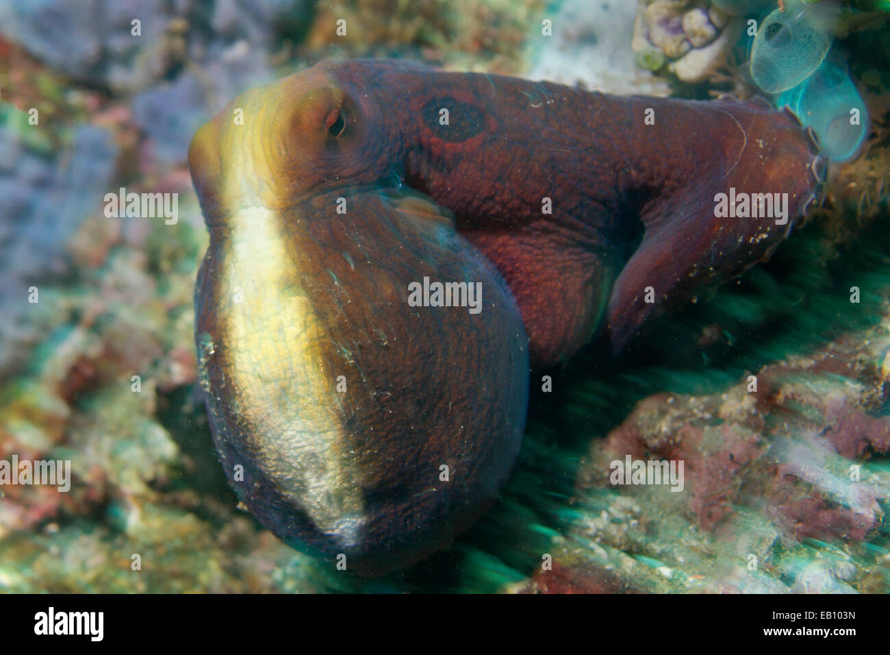 Día pulpo (Octopus) estrecho de Lembeh cyannea,Indonesia Foto de stock