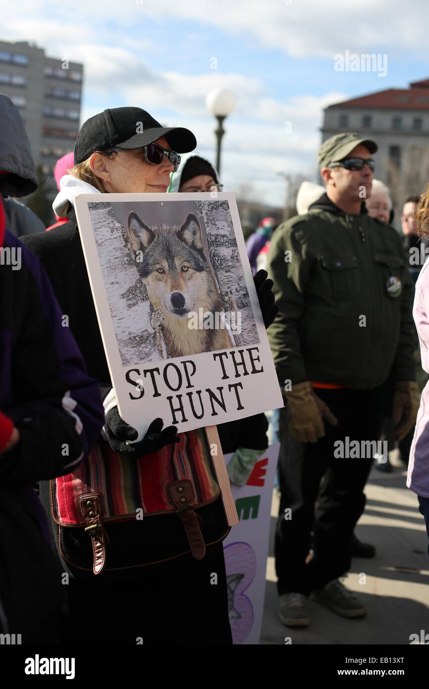Los manifestantes en un mitin para detener los lobos cazan en Minnesota. Foto de stock