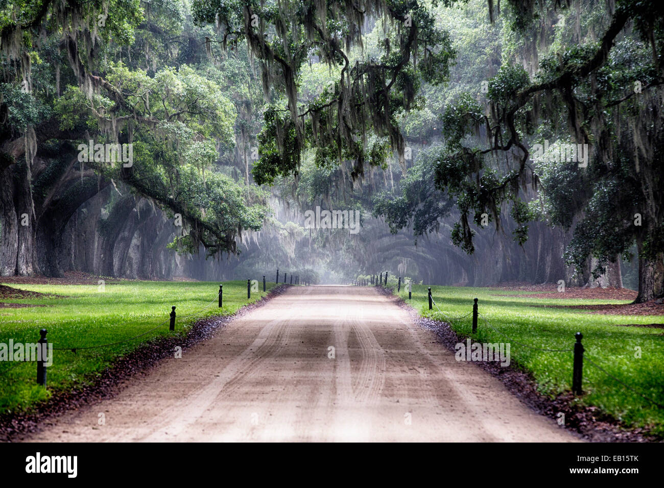 Robles ramificación a lo largo de un camino campestre, Avenida de los Robles, Boone Hall Plantation, Mt Pleasant, Carolina del Sur Foto de stock