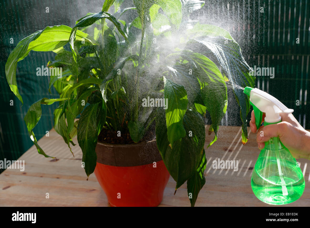 Mujer joven regar plantas de interior con un pulverizador Fotografía de  stock - Alamy