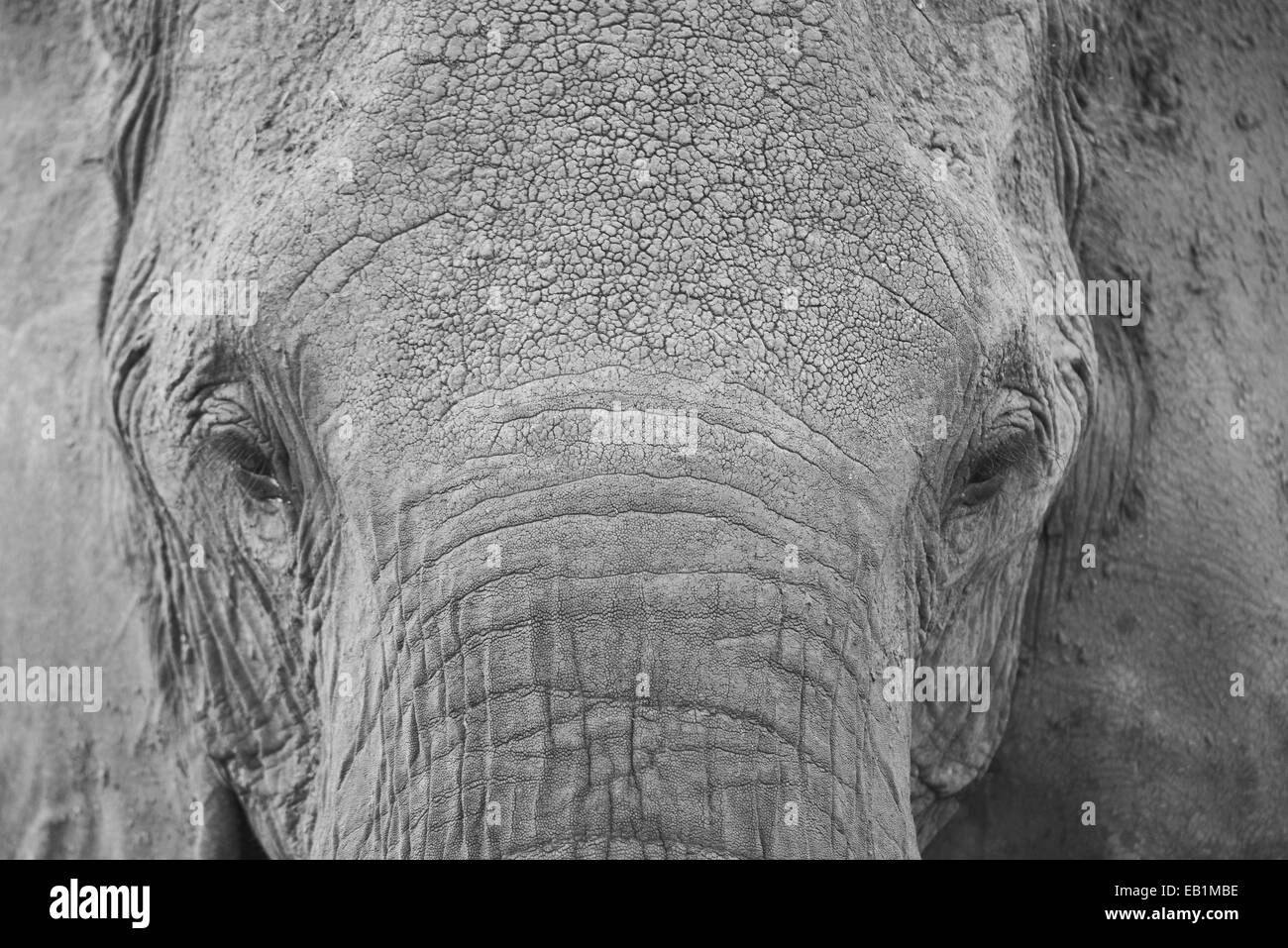 Masai Mara elefante Foto de stock