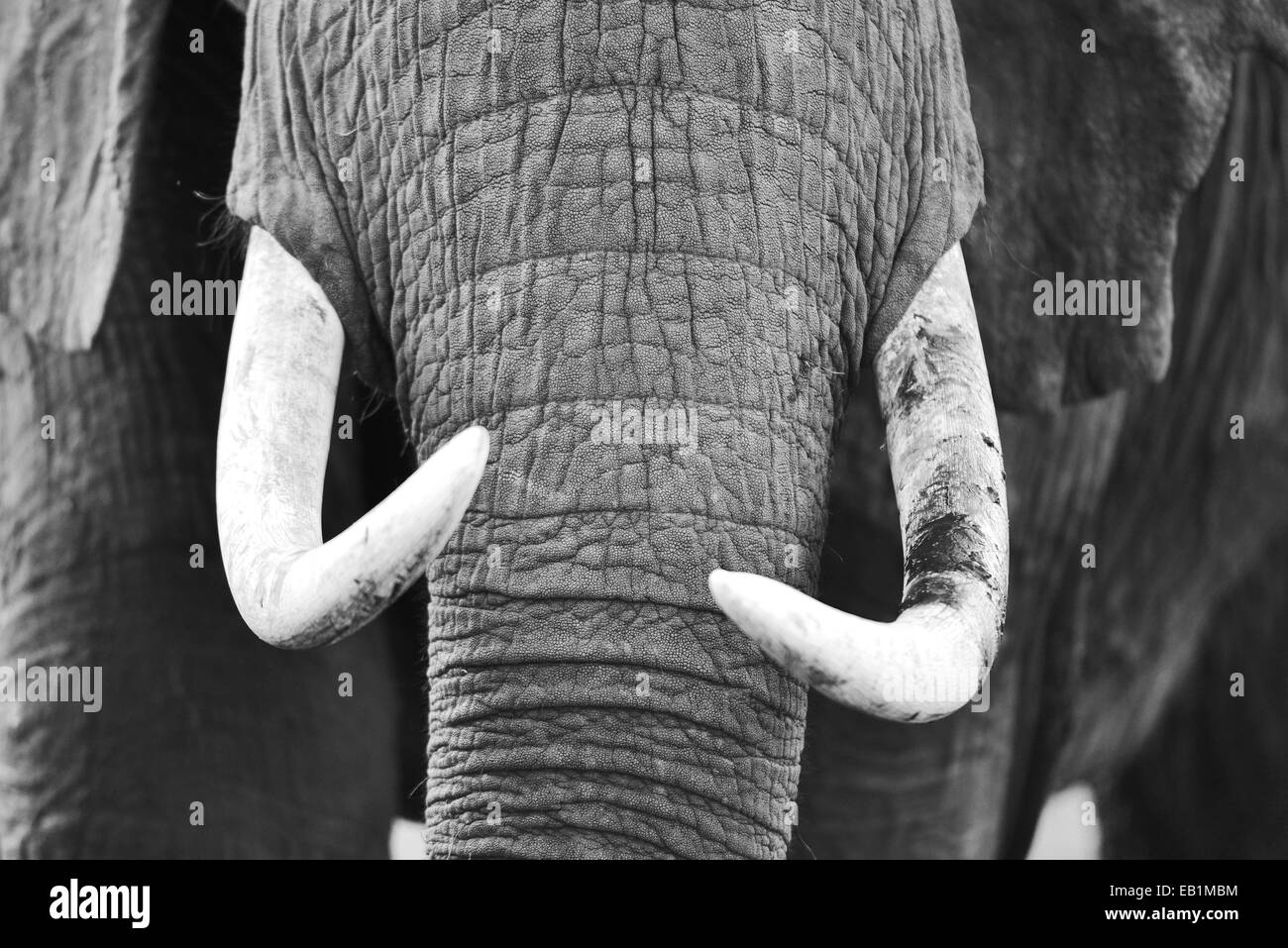 Masai Mara elefante Foto de stock