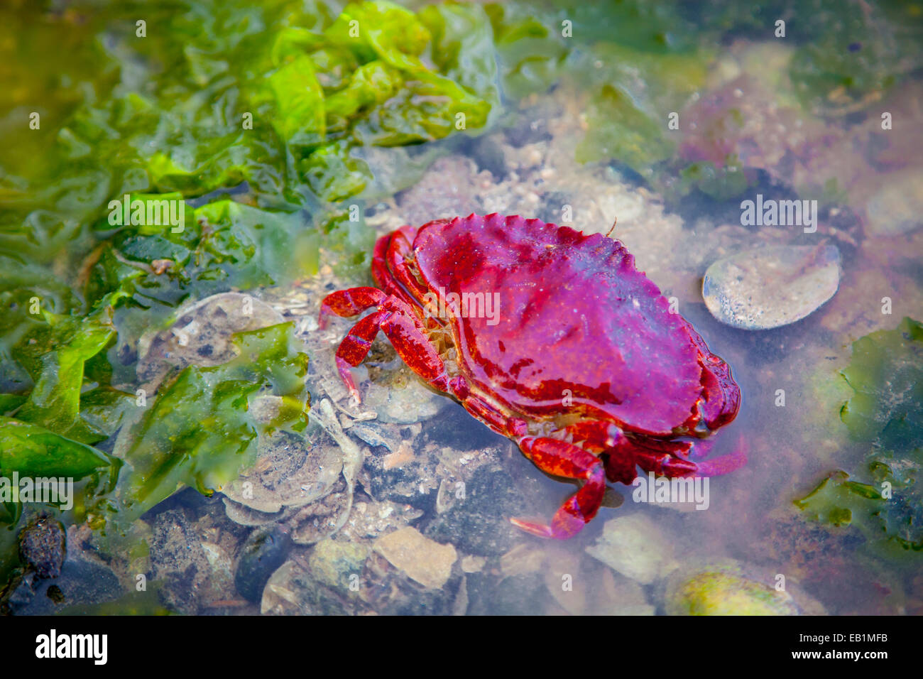 Los cangrejos y las algas en un estanque de rocas en marea baja en Sechelt, British Columbia, Canadá Foto de stock