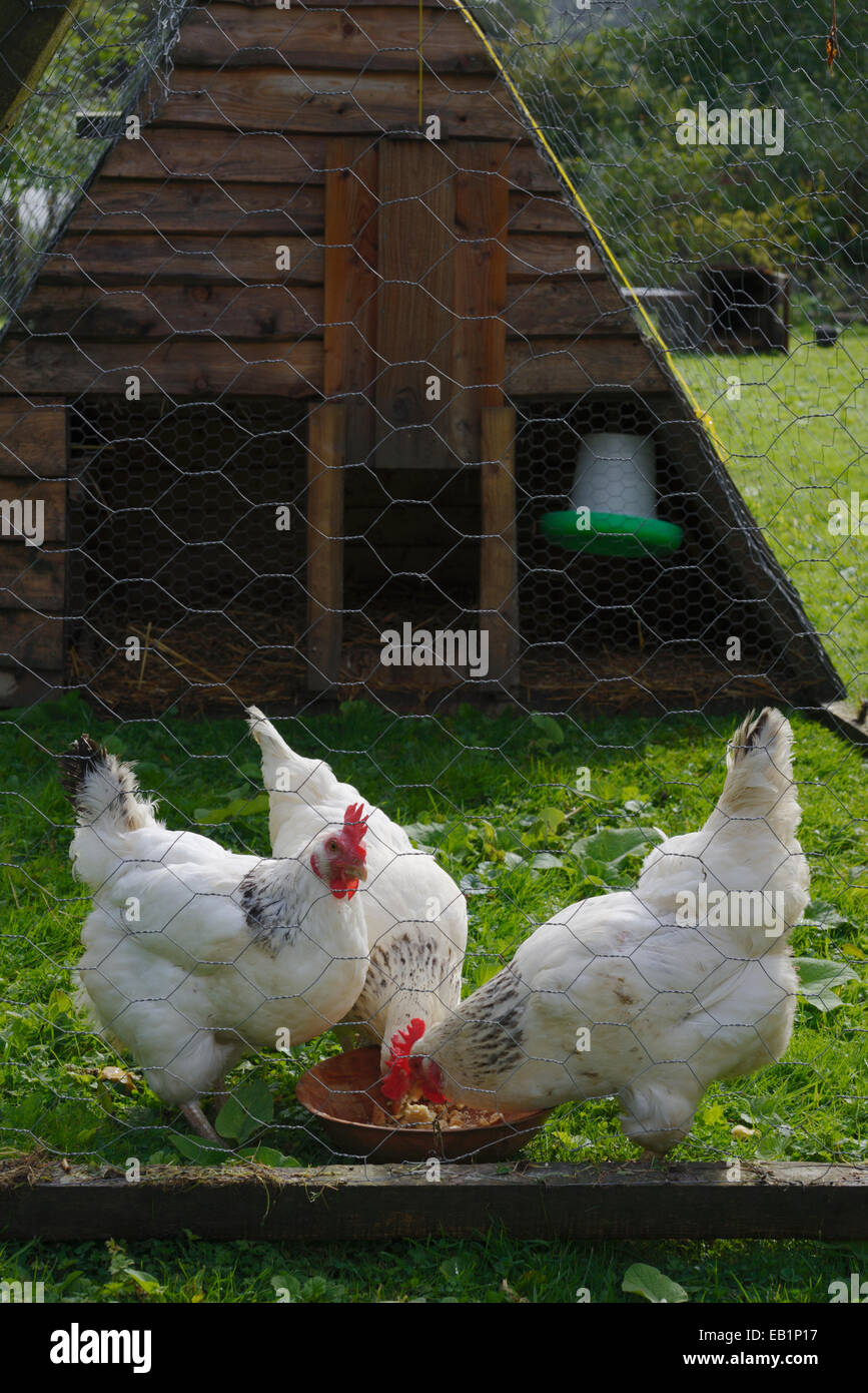 Luz Sussex, pollos, gallinas, feedin restos de hogares dentro de un móvil de la unidad de plegado, Wales, REINO UNIDO Foto de stock