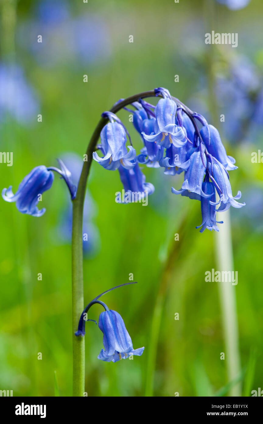 Las campánulas azules (no Hycinthoides scripta) en plena floración en un bosque, Cumbria, Reino Unido Foto de stock