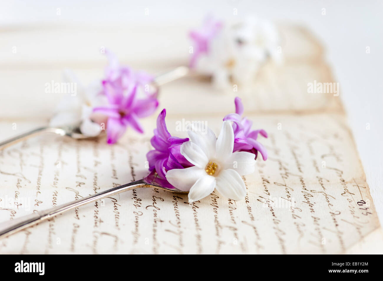Rosa y blanco jacintos en vintage cucharas sobre viejo desapareció carta manuscrita Foto de stock