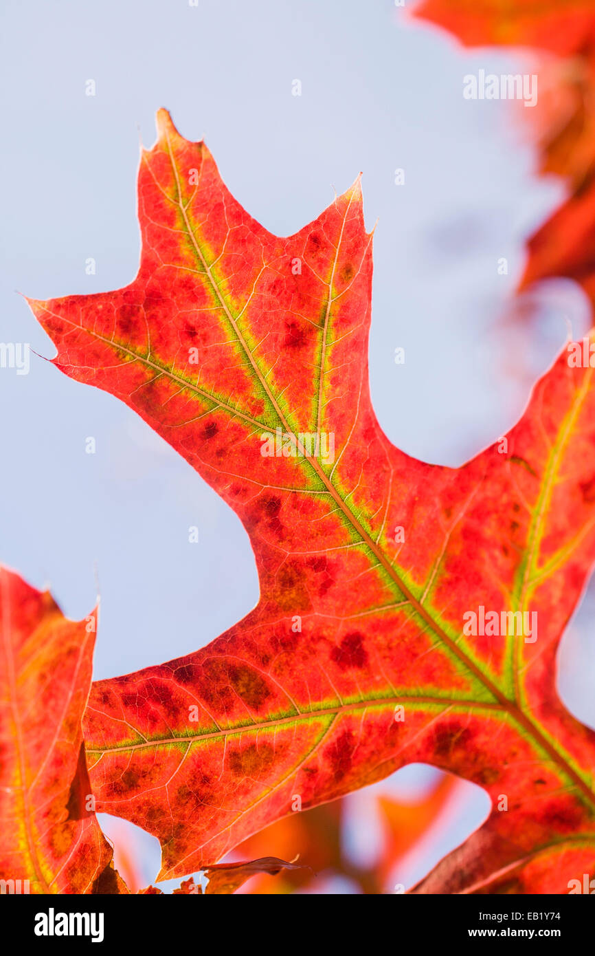 Scarlet Oak Hoja de Otoño - Quercus coccinea Foto de stock