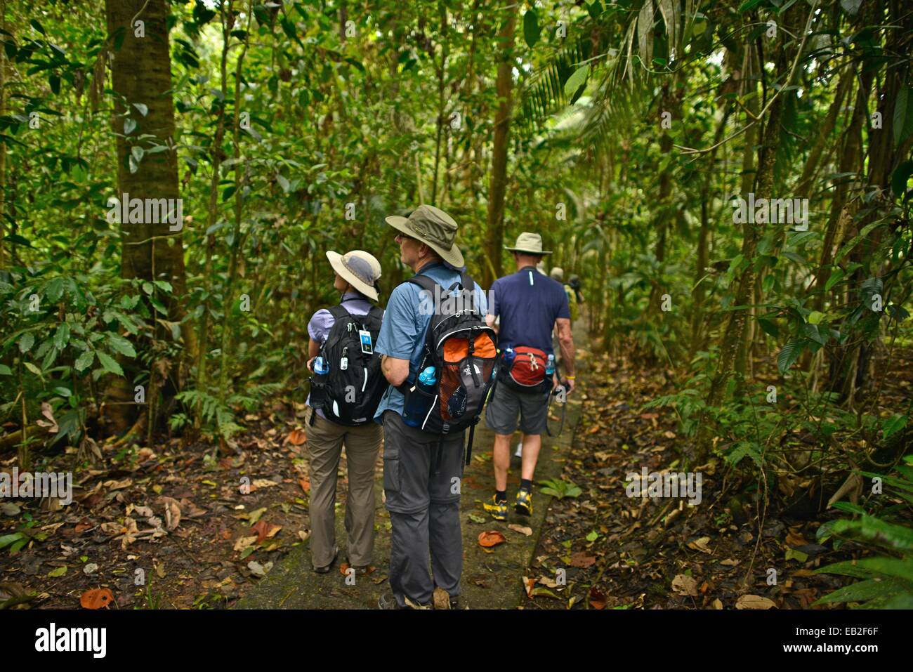 Los turistas pasear por el bosque lluvioso de Costa Rica, La Estación Biológica La Selva, un importante centro de investigación dedicado a la ecología del bosque lluvioso. Foto de stock