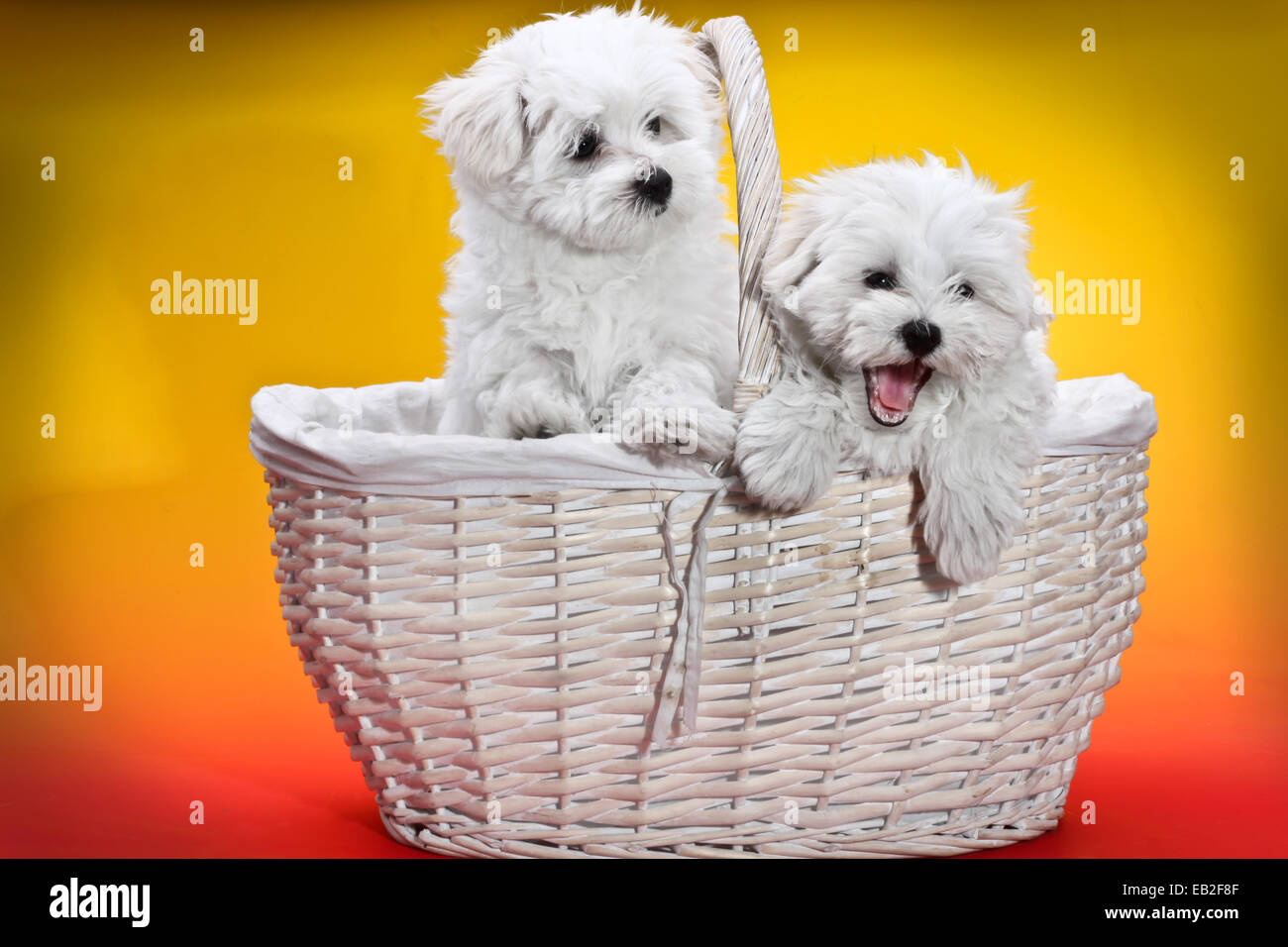 Dos cachorros en blanco lindo cesta blanca sobre fondo amarillo y naranja Foto de stock