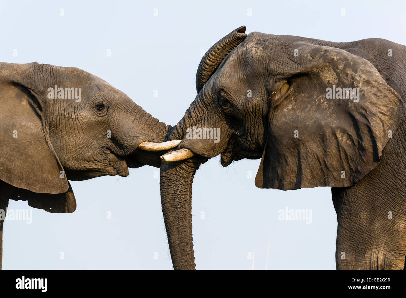 Un par de elefantes africanos utilizan sus troncos para comunicarse mediante el tacto. Foto de stock