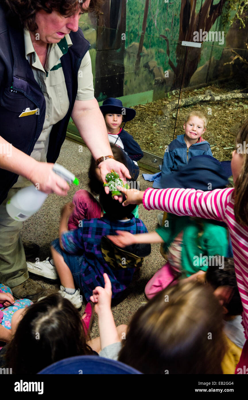 Los niños de la escuela toque un baboso la rana arborícola verde en un zoológico especial aula. Foto de stock