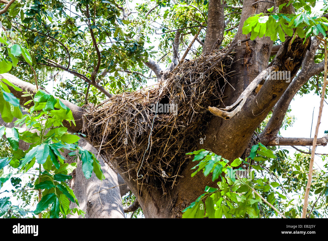 El orificio de entrada para un nido Hamerkop huecos más grandes en la horquilla de un árbol. Foto de stock