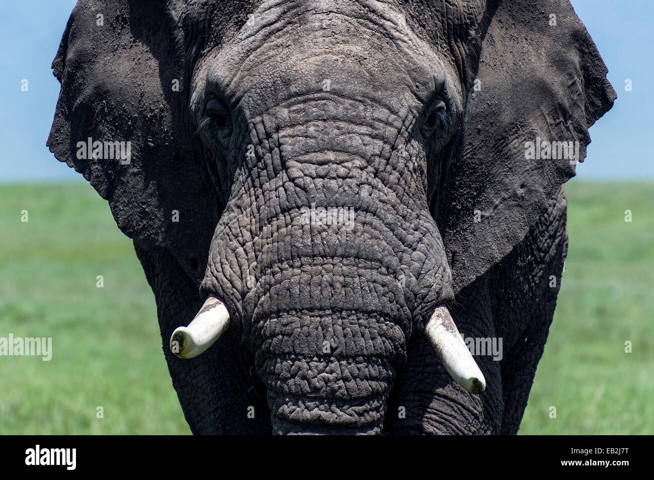 La cara arrugada como el cuero de un elefante africano bull acercándose a la cámara. Foto de stock
