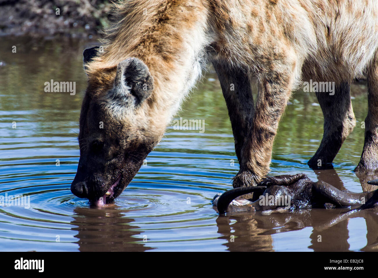 Un fat-curva Spotted Hyena bebiendo de un abrevadero después de alimentar el ñu azul en un canal. Foto de stock